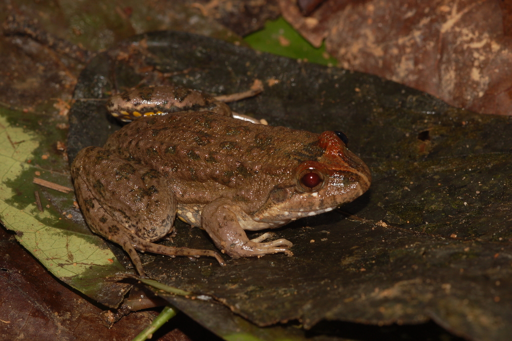 Ceara White-lipped Frog