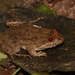 Ceara White-lipped Frog - Photo (c) adrianomaciel, all rights reserved, uploaded by adrianomaciel