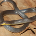 Albuquerque Ground Snake - Photo (c) adrianomaciel, all rights reserved, uploaded by adrianomaciel
