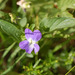 Viola canina montana - Photo (c) Tig, כל הזכויות שמורות, הועלה על ידי Tig