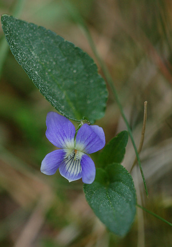 Viola canina ssp. canina