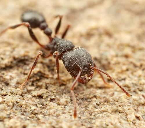 Tetramorium signatumTetramorium signatum