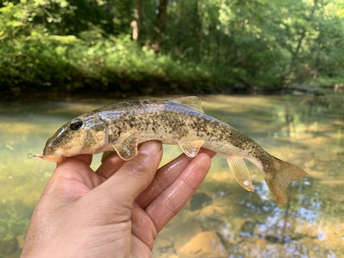 Alabama Hog Sucker