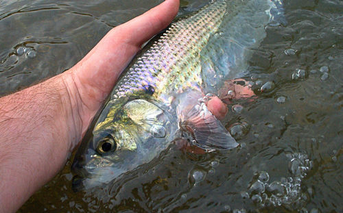 Hickory Shad