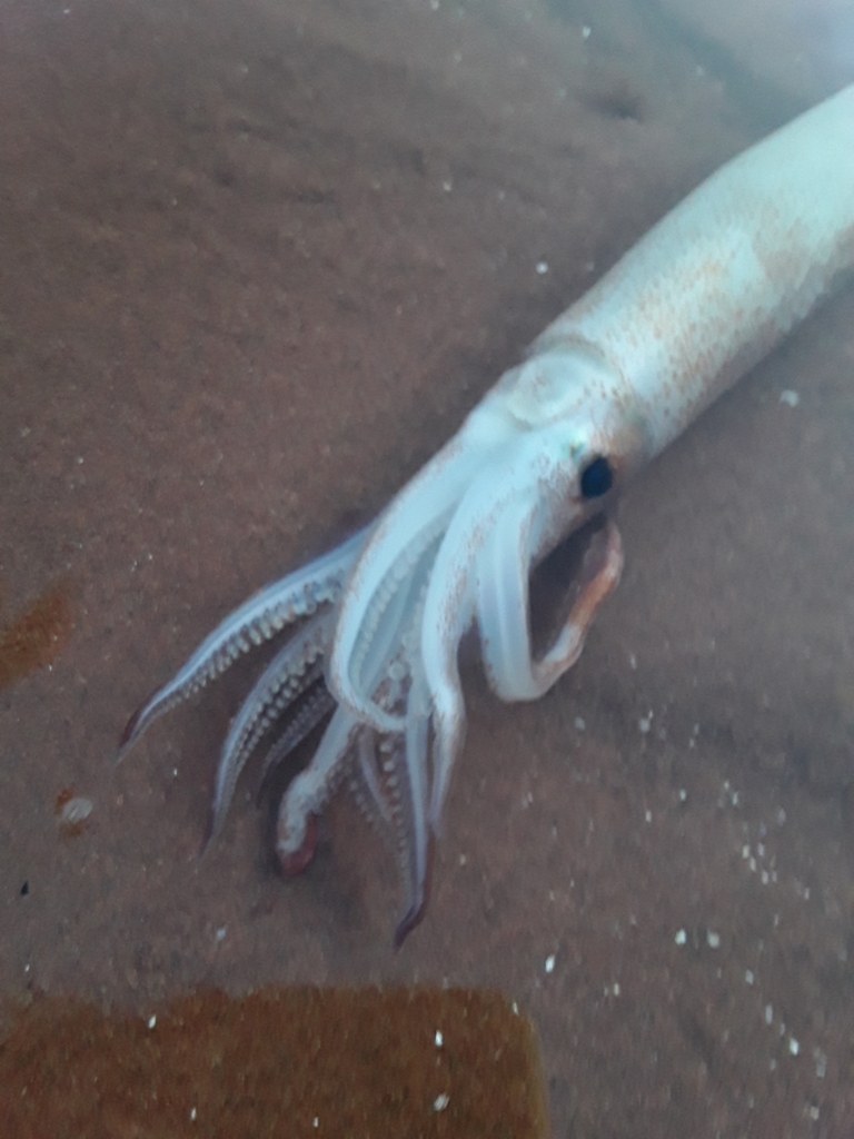 Northern Shortfin Squid from Bedeque, PE C0B 1C0, Canada on July 13 ...