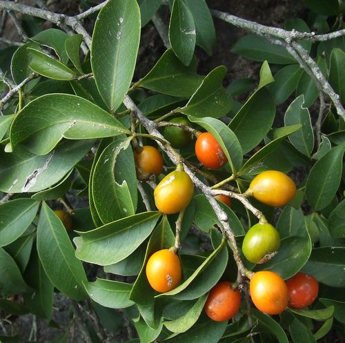 Vepris reflexa