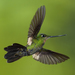 Buff-winged Starfrontlet - Photo (c) ivanparr, all rights reserved, uploaded by ivanparr