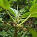 Touchardia latifolia - Photo (c) Spencer Mie, todos los derechos reservados, subido por Spencer Mie