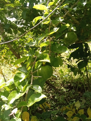 Afraegle paniculata