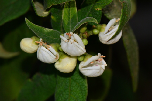 Bowkeria cymosa Mac Owan
