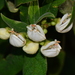 Bowkeria cymosa - Photo (c) Warren McCleland, todos los derechos reservados, subido por Warren McCleland