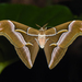 Lesser Atlas Moth - Photo (c) ph_hsu, all rights reserved, uploaded by ph_hsu