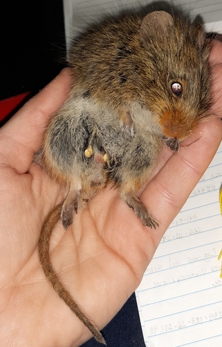 Andean Swamp Rat (Neotomys ebriosus) — Least Concern Mammalia