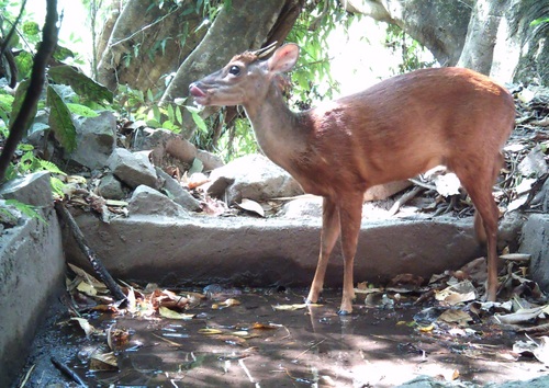 Mexican Red Brocket