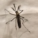 Aedes sierrensis - Photo (c) alsion, todos os direitos reservados