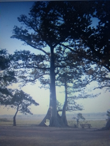 Kapok Tree