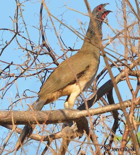 West Mexican Chachalaca