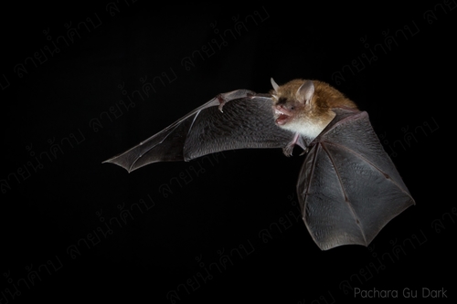 brown tube-nosed bat (Murina suilla) — Least Concern Mammalia