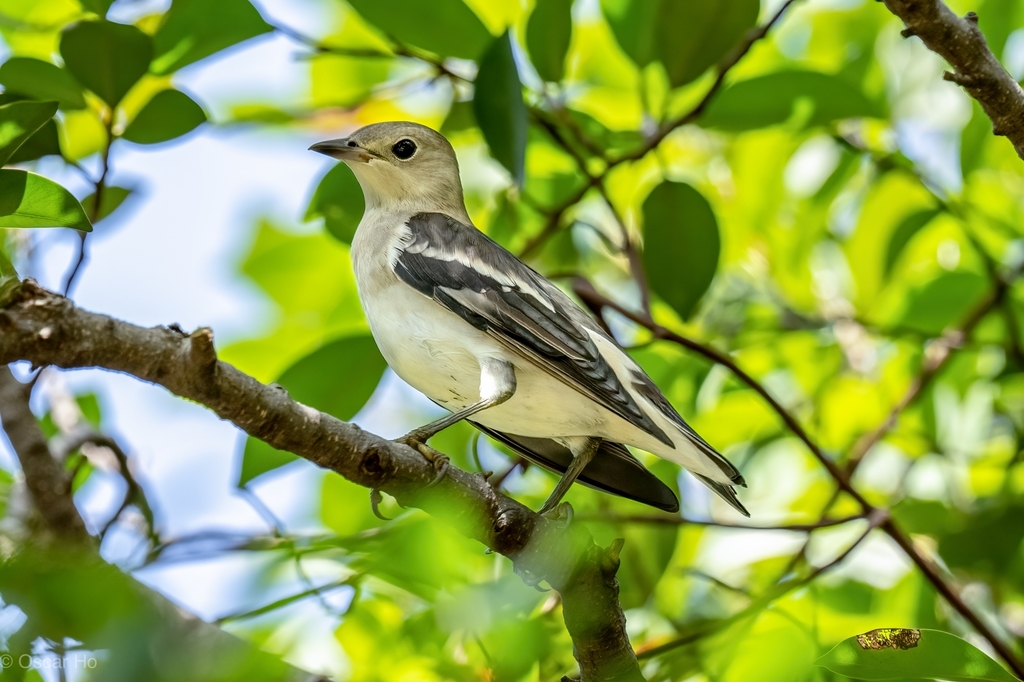 Daurian Starling (Agropsar sturninus) photo