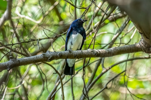 Blue-and-white Flycatcher