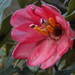 Passiflora trifoliata - Photo (c) langlands, כל הזכויות שמורות, הועלה על ידי langlands