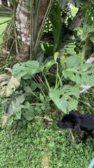 Monstera adansonii image