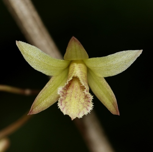 Macrostachyum Orchid