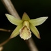 Dendrobium macrostachyum - Photo (c) Nuwan Chathuranga, todos los derechos reservados, subido por Nuwan Chathuranga