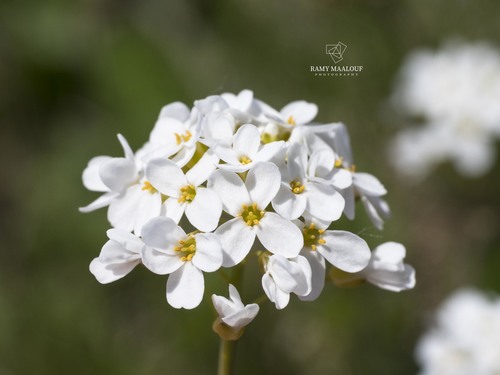 Noccaea banatica