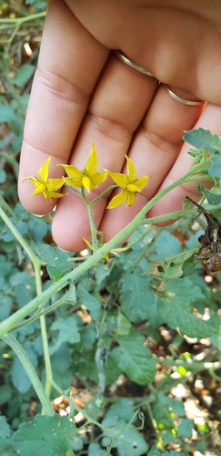 iNaturalist observation photo of tomato
