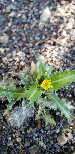 iNaturalist observation photo of prickly sowthistle