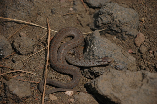 Mexican Brown Snake
