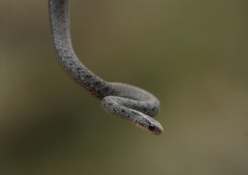 Mexican Brown Snake