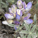 Tidestrøm's Lupine - Photo (c) Terry Gosliner, all rights reserved, uploaded by Terry Gosliner