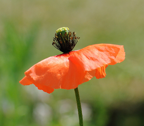 Papaver dubium L.