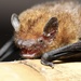 Indomalayan Lesser Bamboo Bat - Photo (c) Pipat Soisook, all rights reserved, uploaded by Pipat Soisook