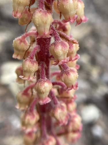 iNaturalist observation photo of woodland pinedrops