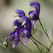 Branched Monkshood - Photo (c) Tig, all rights reserved, uploaded by Tig
