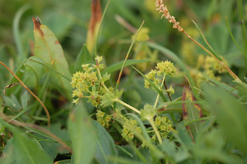 Alchemilla exigua