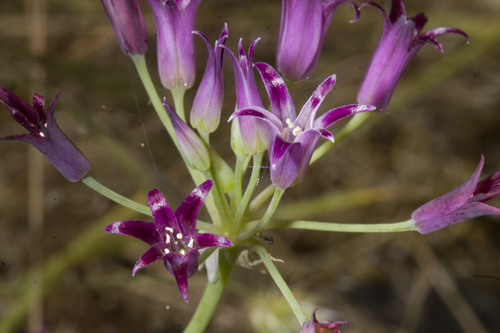 Allium bolanderi var. bolanderi