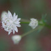 Astrantia bavarica - Photo (c) Tig, כל הזכויות שמורות, הועלה על ידי Tig