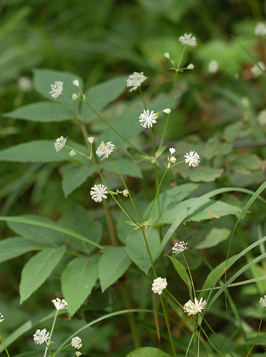 Astrantia carniolica Jacq.