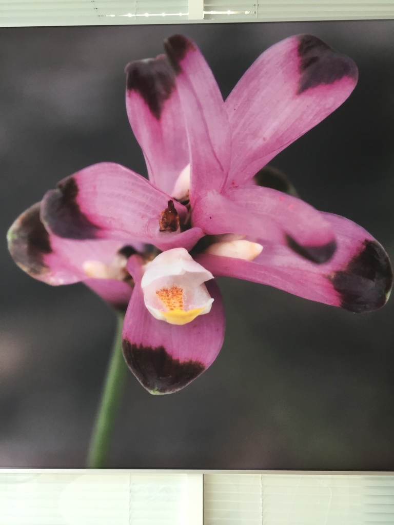 Curcuma sparganiifolia (Curcuma sparganiifolia)