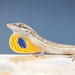 San Salvador Anole - Photo (c) luisrosales1, all rights reserved