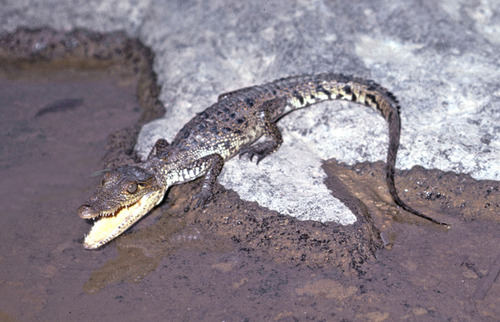 Morelet's Crocodile