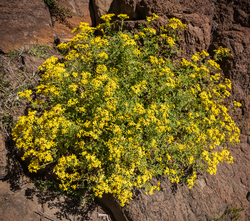 Cineraria