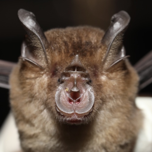 Malayan horseshoe bat (Rhinolophus malayanus) — Least Concern Mammalia