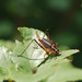 Black Saw Bush-Cricket - Photo (c) Tig, all rights reserved, uploaded by Tig