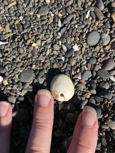 Family Apatopygidae · iNaturalist