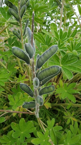 Nootka Lupine